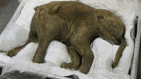 baby woolly mammoth discovered youtube