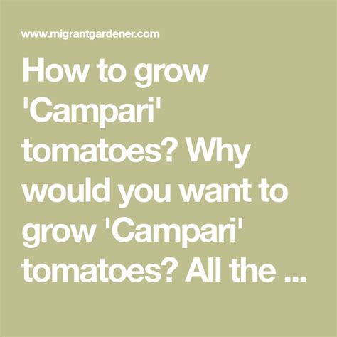 grow campari tomatoes      grow campari