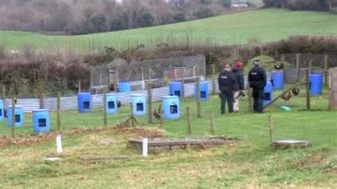 Cock Fighting Investigation Birds Seized In County Fermanagh Bbc News