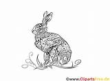 Hase Kaninchen Erwachsene Malvorlage Ausmalbilder Hasen sketch template