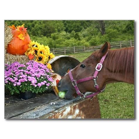 horse thanksgiving holiday postcard zazzlecom horses