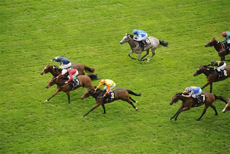 review    horse race  interest  betfair