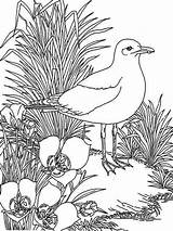 Coloring Pages Seagull Seagulls Birds sketch template