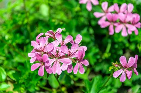 annual geraniums plant care growing guide