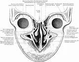 Nasal Section Cavities Nose Orbital Through Etc Clipart Original Usf Edu Medium sketch template