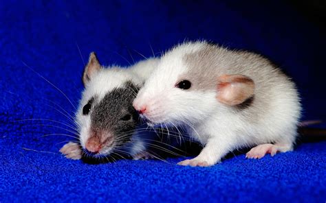 female rats  periods  menstrual cycles understanding pet