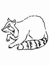 Raccoon Coloring Pages Printable Kids Drawing Clipart Simple Baby Cartoon Cliparts Getdrawings Bestcoloringpagesforkids Library Book sketch template