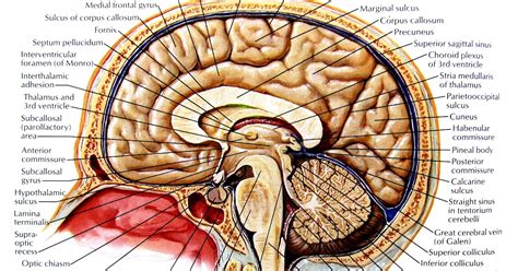 poster sagittal section  brain