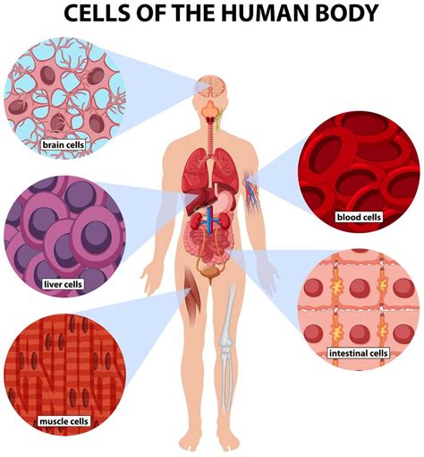 cellen van het menselijk lichaam  vectorkunst bij vecteezy