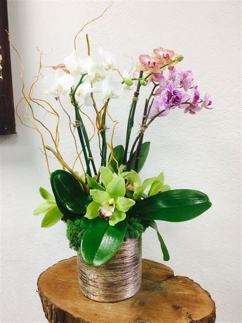 Mini Orchid Plant Arrangement In El Segundo Ca Natural