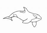 Orque Orca Orcas Dessins Shamu Whales sketch template