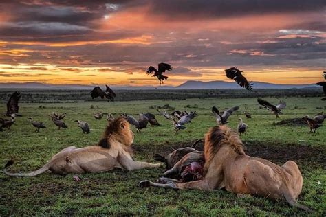 national parks game reserves kenya randu safaris