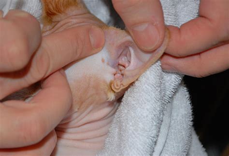 Ушной клещ у кошек возможные последствия и их предотвращение