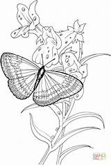 Coloring Butterfly Plant Animal Para Stands Cell Mariposas Pages Borboletas Dibujos Printable Flores Colorear Imprimir Pintura Riscos Mariposa Drawing Artesanato sketch template