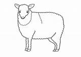 Sheep Coloring Pages Printable Lamb Kids Outline Colouring Drawing Bestcoloringpagesforkids Coloringbay Getdrawings sketch template
