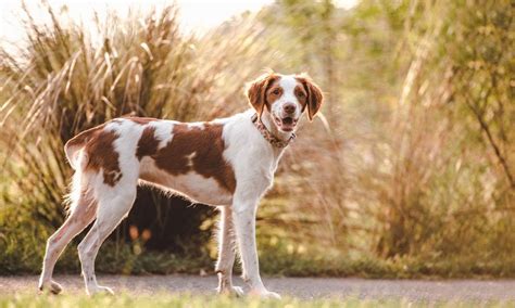 brittany dog breed characteristics care  bechewy
