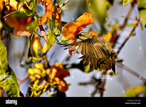 sunbird flight  res stock photography  images alamy