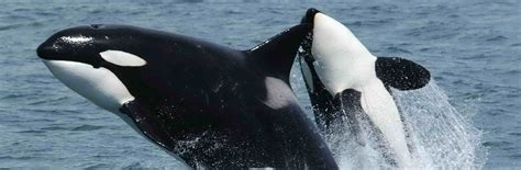 recreational fishing  bc  save southern killer whales blue