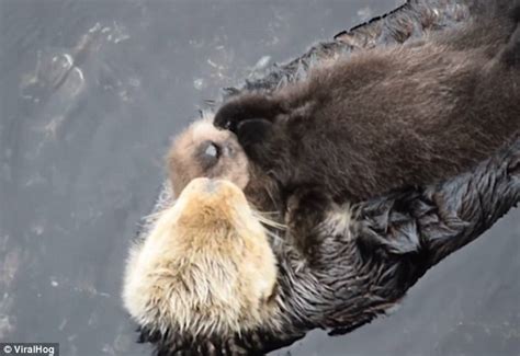 otter embraces her fluffy one day old pup as they float together downstream daily mail online