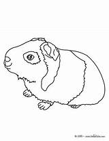 Pig Guinea Coloring Pages Animal Hellokids Print Kids Color Cuy Online Printable Stencils Crafts Sleeping Drawings Cute Pet Pigs Sheets sketch template