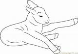 Lambs Coloringpages101 Mammals sketch template