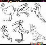 Colorir Ptaki Kolorowanki Pajaros Animales Oiseaux Coloriage Papuga Ara Kolorowanka Desenhos Stork Marabou Dessinée Coloration Szablon Rhea Wektor sketch template