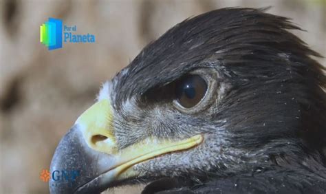 ‘por El Planeta’ El águila Real En Peligro De Extinción Noticieros