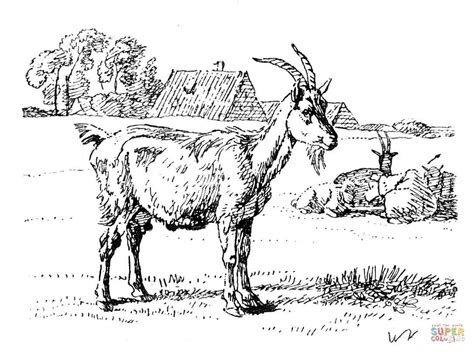 goat coloring pages coloring home