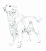 Retriever Golden Coloring Pages Puppy Printable Drawing Getdrawings Color Getcolorings Template Print sketch template