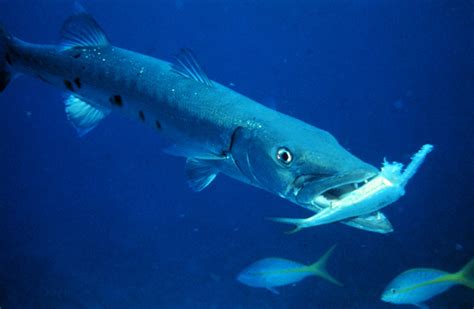 barracuda  biggest animals kingdom