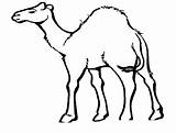 Desert Animals Camel Coloring Drawing Pages Cartoon Kids Printable Animal Clip Sahara Clipart Land Color Cliparts Print Sheets Deserts Library sketch template