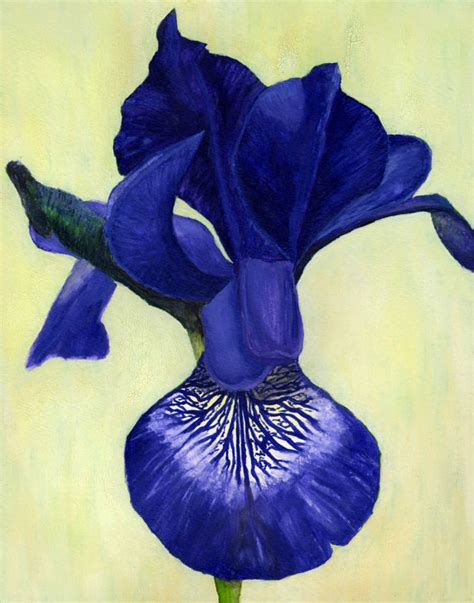blue iris prints corrina thurston