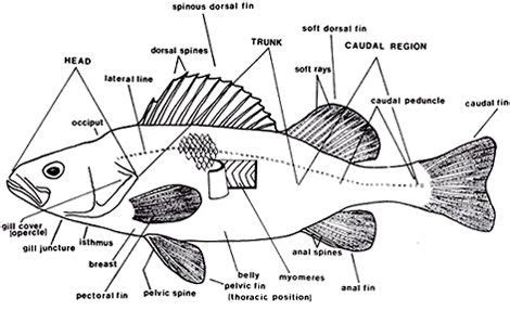 fish anatomy google search fish anatomy anatomy medical illustration