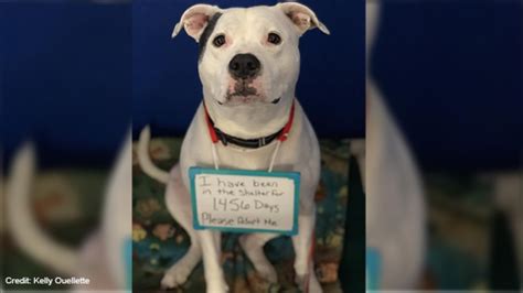 adopt  maine shelter seeks  home  dog awaiting adopting   years abc