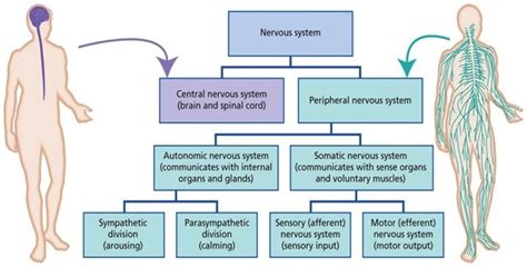 How Are Spinal Nerves And Cranial Nerves Different From