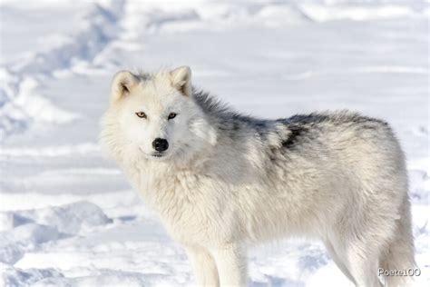 arctic wolf canis lupus arctos  poete redbubble