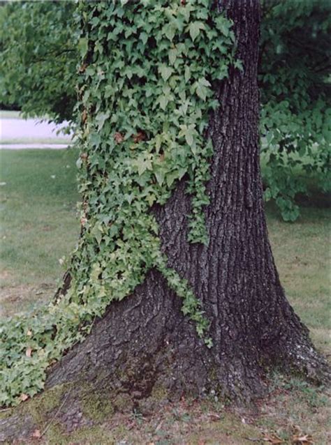 xodancer symbiosis  relationship   vine  tree