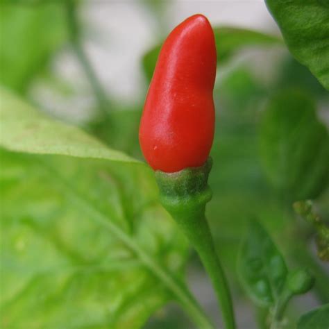 pepper seeds hot small red chili  mg packet  seeds capsicum annuum farm garden