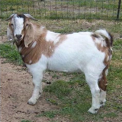 male boer goat  rs kilogram african boeras  pune id