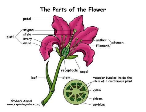 flower parts labeling page exploring nature educational resource