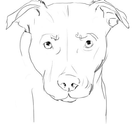 labrador dog drawing  getdrawings