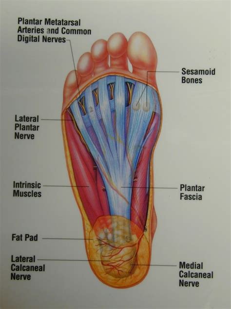 anatomy   foot bottom anatomy   bottom   foot human anatomy diagram human