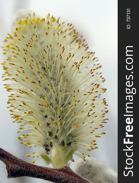 pussy willow blossom close up of the stamen free stock images