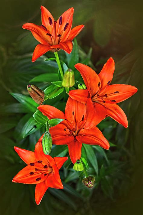 Red Hot Asiatic Lily Photograph By Marcia Colelli Fine Art America