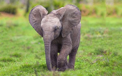 photo baby african elephant africa african animals