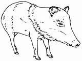 Coloring Peccary Javelina sketch template