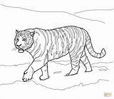 Coloring Tiger Pages Siberian Amur Realistic Drawing Outline Printables Adults Color Printable Traceable Lsu Print Animal Sumatran Snapping Turtle Tigers sketch template