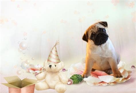 spring pug wallpaper  wallpapersafari