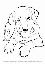 Doberman Puppy Step Drawing Drawingtutorials101 Draw sketch template