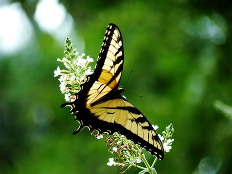 unique wallpaper exotic butterfly